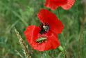 papaver rhoeas